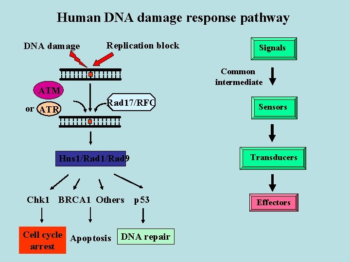 Human DNA damage response pathway DNA damage Replication block Common intermediate ATM or ATR