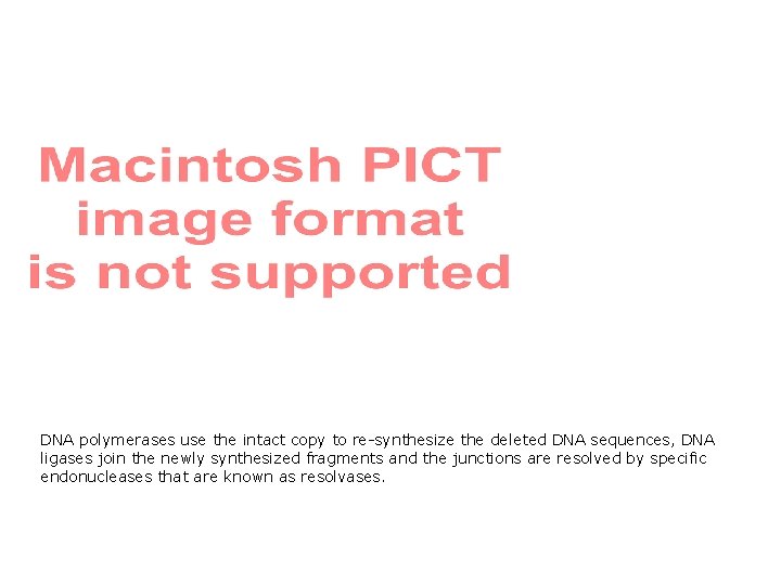 DNA polymerases use the intact copy to re-synthesize the deleted DNA sequences, DNA ligases