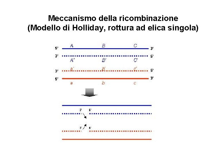 Meccanismo della ricombinazione (Modello di Holliday, rottura ad elica singola) 