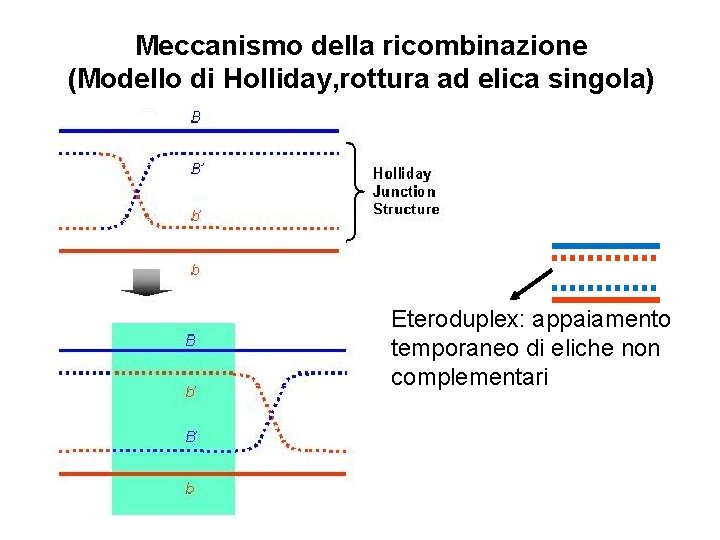 Meccanismo della ricombinazione (Modello di Holliday, rottura ad elica singola) Eteroduplex: appaiamento temporaneo di
