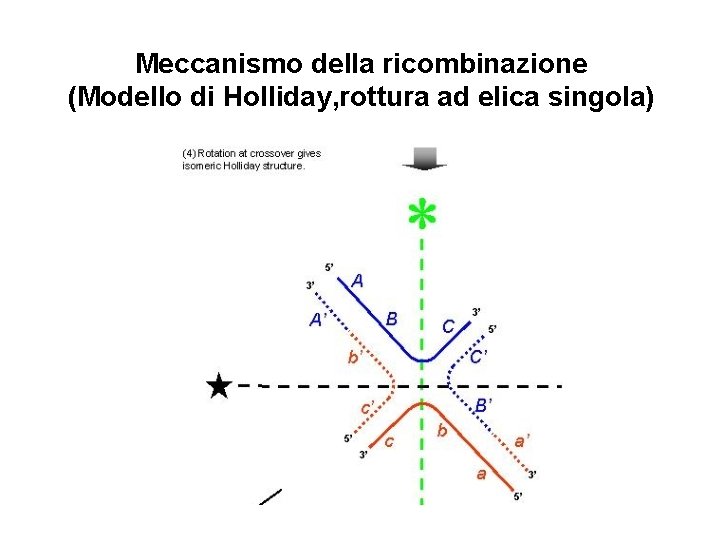 Meccanismo della ricombinazione (Modello di Holliday, rottura ad elica singola) 