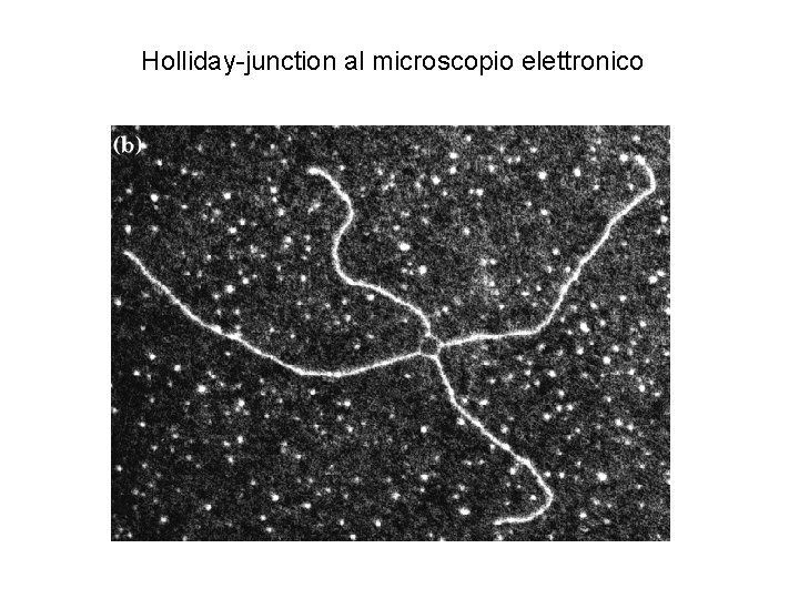 Holliday-junction al microscopio elettronico 