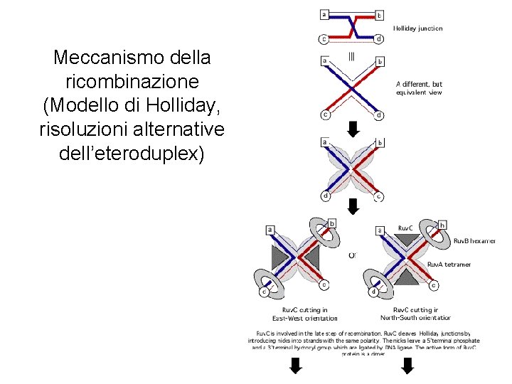 Meccanismo della ricombinazione (Modello di Holliday, risoluzioni alternative dell’eteroduplex) 