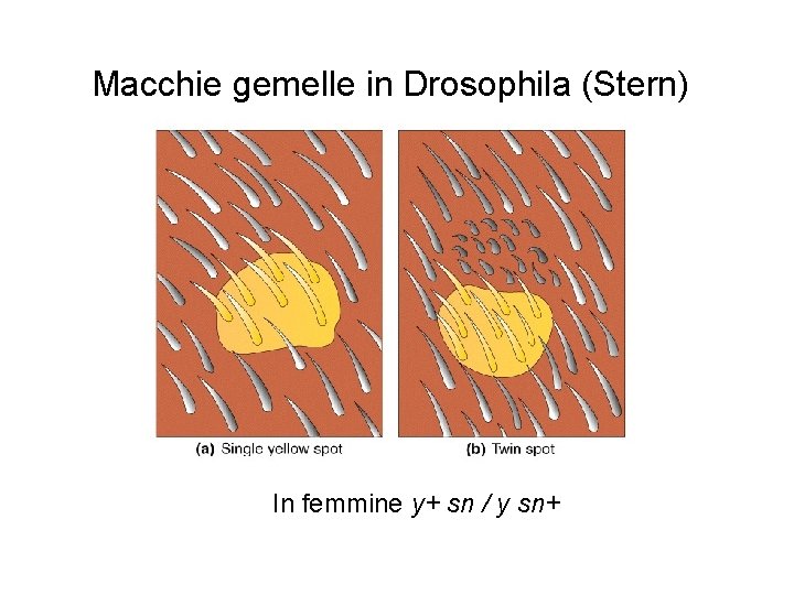 Macchie gemelle in Drosophila (Stern) In femmine y+ sn / y sn+ 