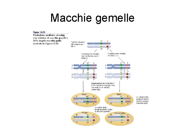 Macchie gemelle 