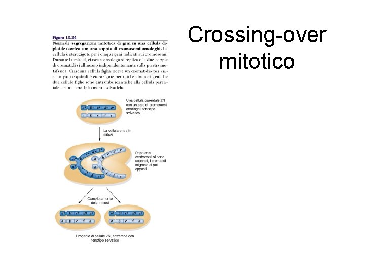 Crossing-over mitotico 