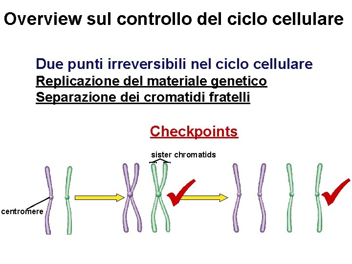 Overview sul controllo del ciclo cellulare Due punti irreversibili nel ciclo cellulare Replicazione del