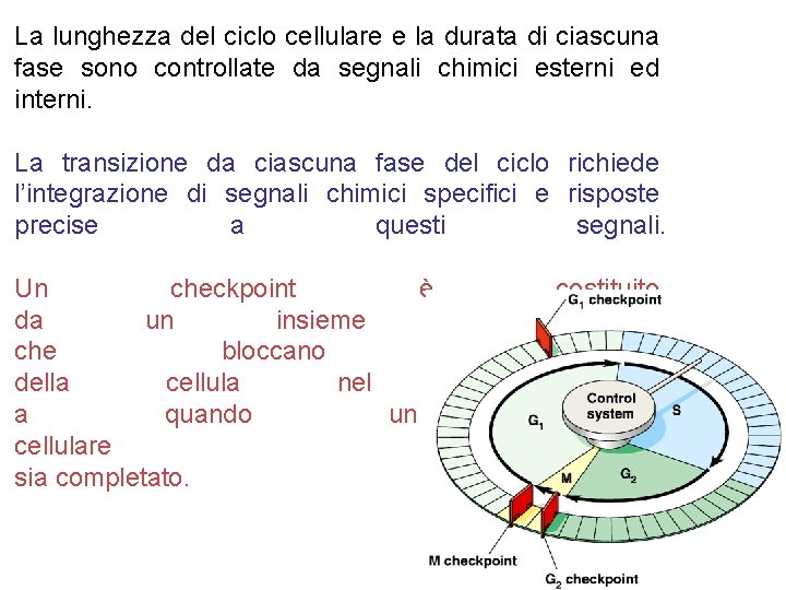 La lunghezza del ciclo cellulare e la durata di ciascuna fase sono controllate da