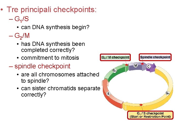  • Tre principali checkpoints: – G 1/S • can DNA synthesis begin? –
