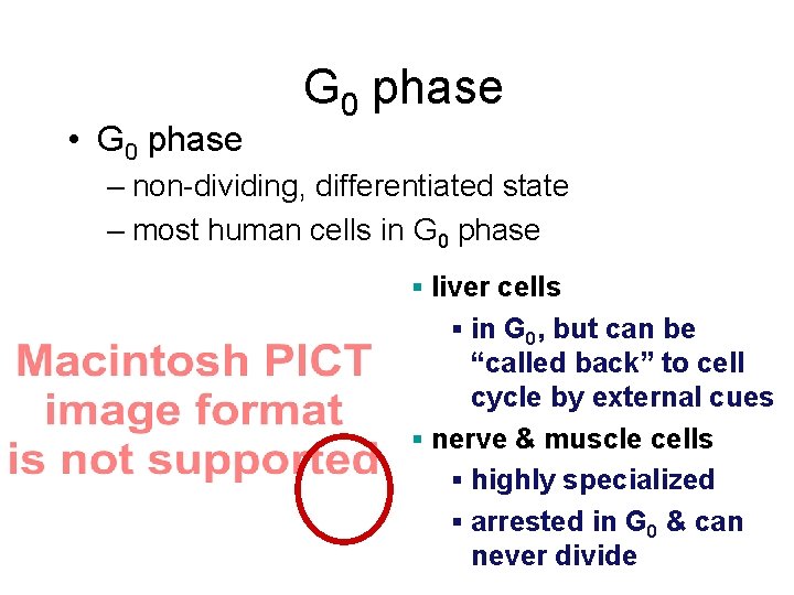  • G 0 phase – non-dividing, differentiated state – most human cells in