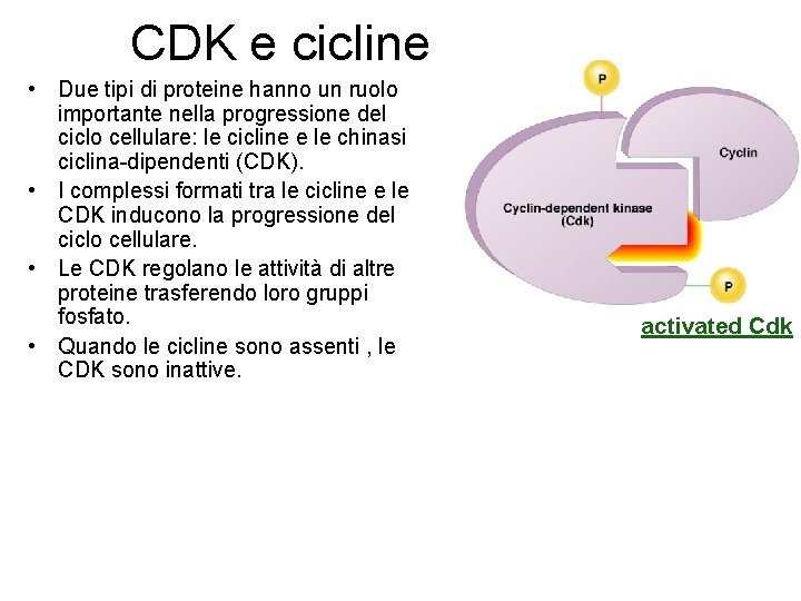 CDK e cicline • Due tipi di proteine hanno un ruolo importante nella progressione