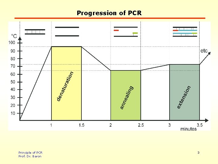 Progression of PCR Principle of PCR Prof. Dr. Baron 3 
