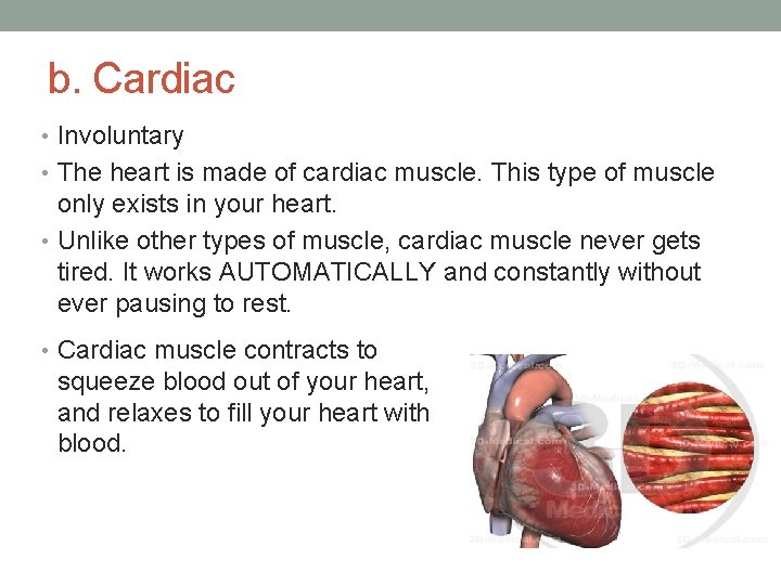 b. Cardiac • Involuntary • The heart is made of cardiac muscle. This type