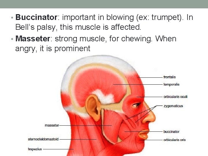  • Buccinator: important in blowing (ex: trumpet). In Bell’s palsy, this muscle is