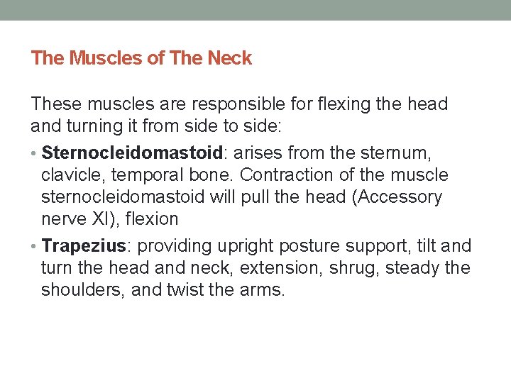 The Muscles of The Neck These muscles are responsible for flexing the head and