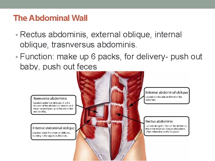 The Abdominal Wall • Rectus abdominis, external oblique, internal oblique, trasnversus abdominis. • Function:
