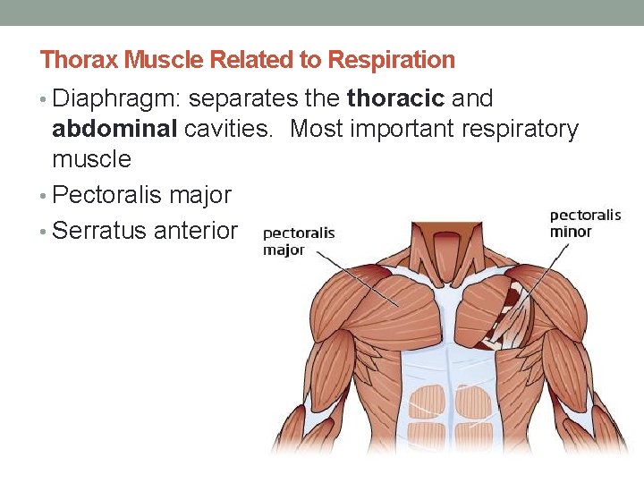 Thorax Muscle Related to Respiration • Diaphragm: separates the thoracic and abdominal cavities. Most