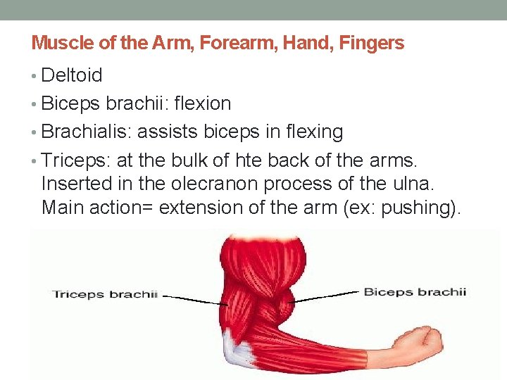 Muscle of the Arm, Forearm, Hand, Fingers • Deltoid • Biceps brachii: flexion •