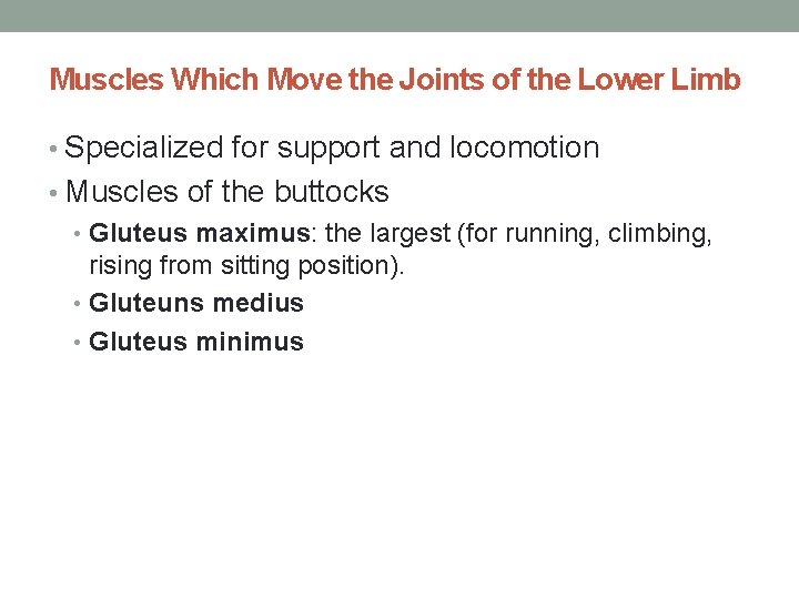 Muscles Which Move the Joints of the Lower Limb • Specialized for support and
