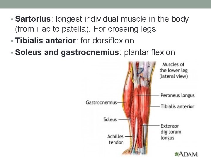  • Sartorius: longest individual muscle in the body (from iliac to patella). For
