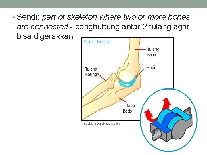  • Sendi: part of skeleton where two or more bones are connected -