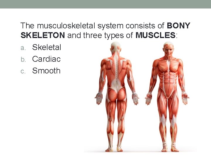 The musculoskeletal system consists of BONY SKELETON and three types of MUSCLES: a. Skeletal