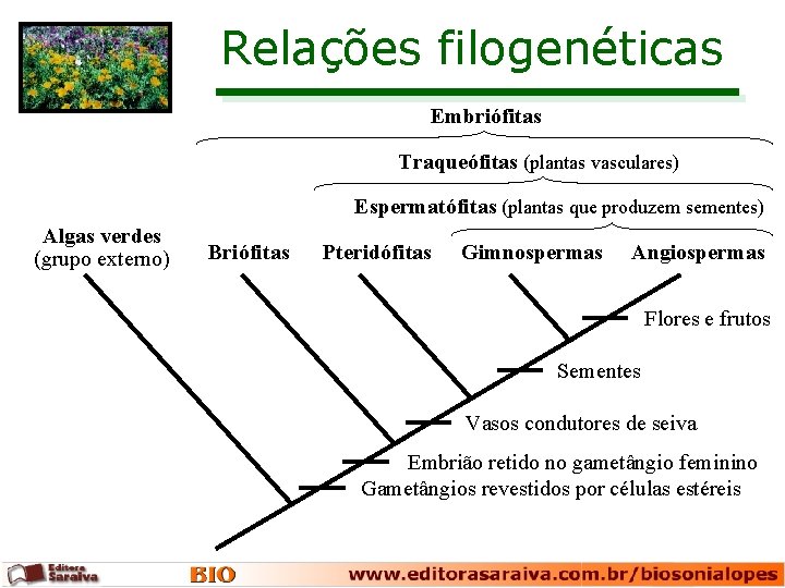 Relações filogenéticas Embriófitas Traqueófitas (plantas vasculares) Espermatófitas (plantas que produzem sementes) Algas verdes (grupo