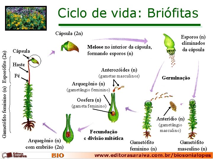 Ciclo de vida: Briófitas Gametófito feminino (n) Esporófito (2 n) Cápsula Haste Esporos (n)