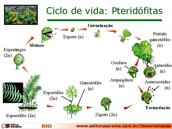 Ciclo de vida: Pteridófitas Germinação Prótalo gametófito (n) Esporângio (2 n) Meiose Oosfera (n)