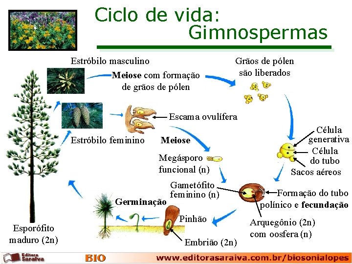 Ciclo de vida: Gimnospermas Estróbilo masculino Meiose com formação de grãos de pólen Grãos