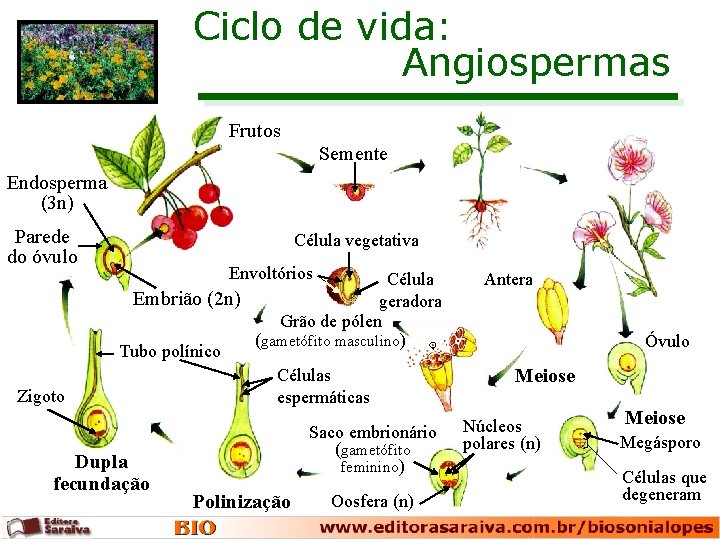 Ciclo de vida: Angiospermas Frutos Semente Endosperma (3 n) Parede do óvulo Zigoto Célula