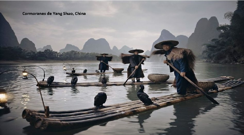 Cormoranes de Yang Shuo, China 