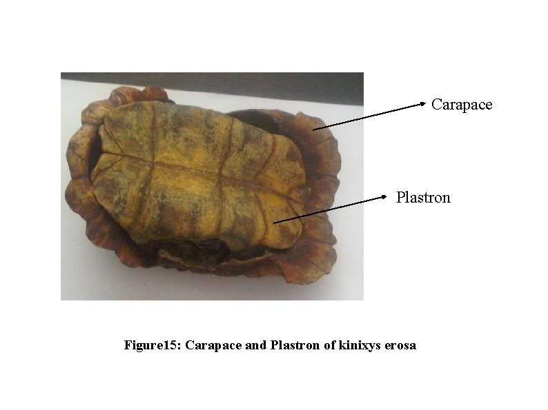 Carapace Plastron Figure 15: Carapace and Plastron of kinixys erosa 
