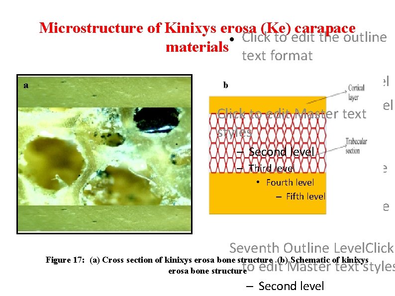 Microstructure of Kinixys erosa (Ke) carapace Click to edit the outline materials text format