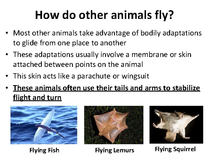 How do other animals fly? • Most other animals take advantage of bodily adaptations
