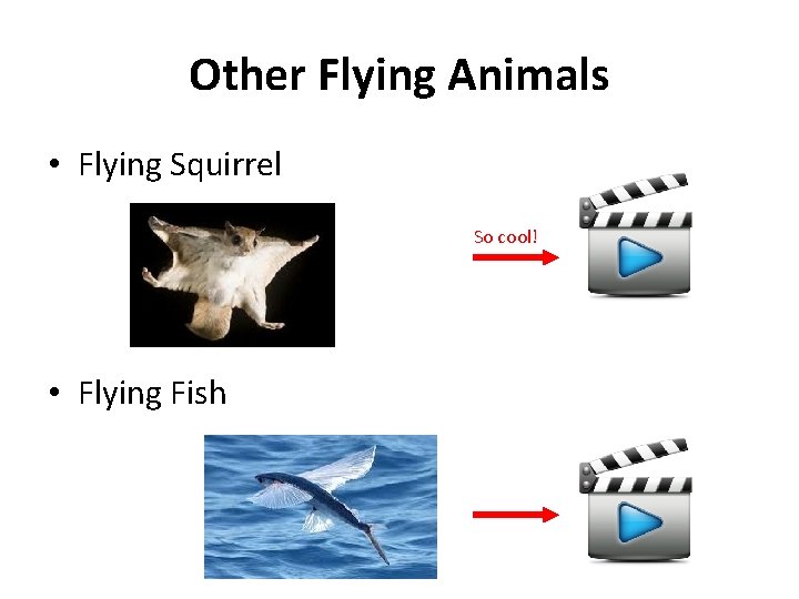 Other Flying Animals • Flying Squirrel So cool! • Flying Fish 