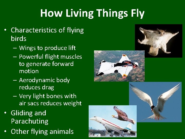 How Living Things Fly • Characteristics of flying birds – Wings to produce lift