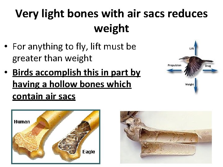 Very light bones with air sacs reduces weight • For anything to fly, lift