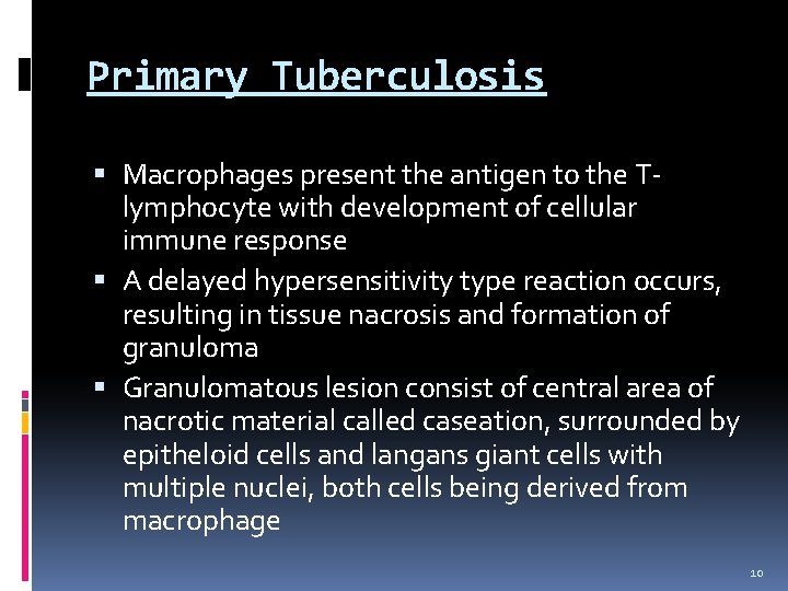 Primary Tuberculosis Macrophages present the antigen to the Tlymphocyte with development of cellular immune