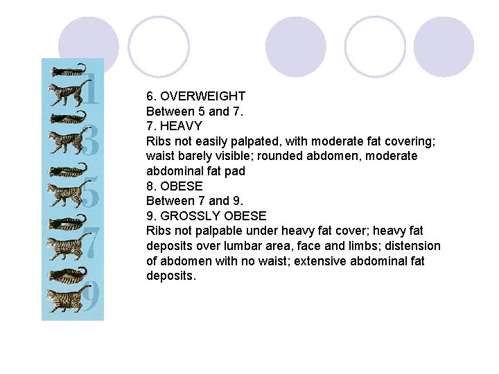 6. OVERWEIGHT Between 5 and 7. 7. HEAVY Ribs not easily palpated, with moderate