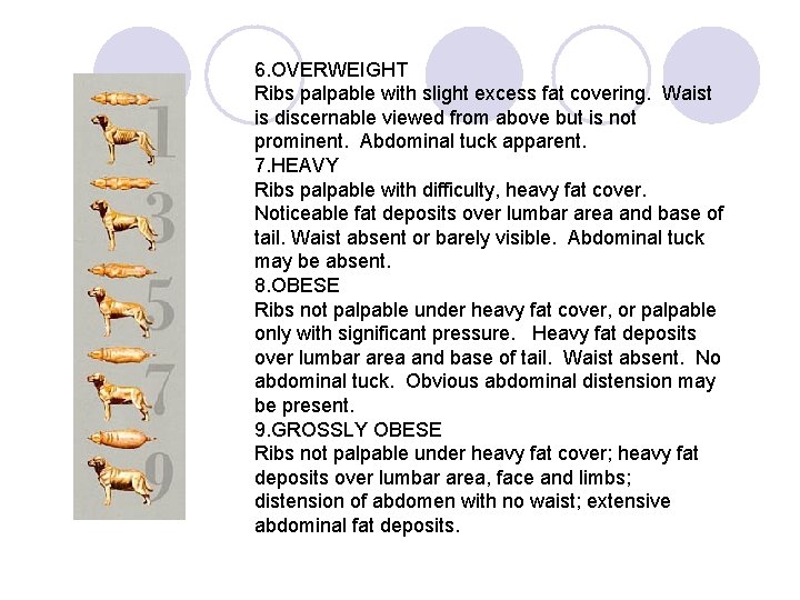 6. OVERWEIGHT Ribs palpable with slight excess fat covering. Waist is discernable viewed from
