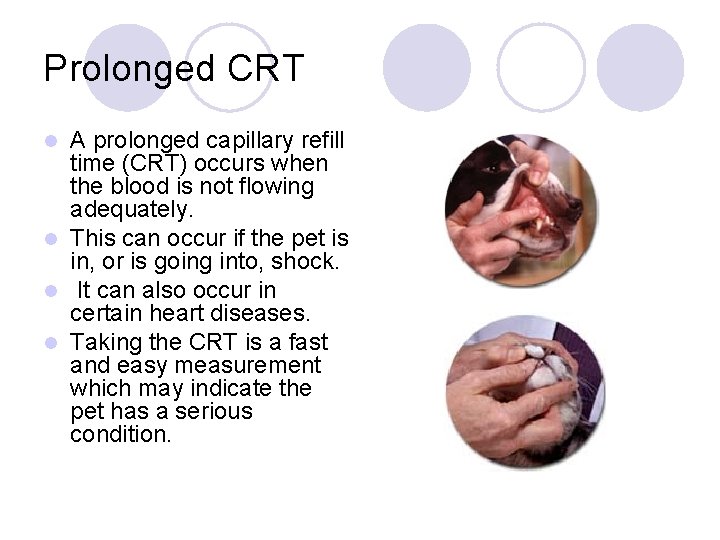 Prolonged CRT A prolonged capillary refill time (CRT) occurs when the blood is not