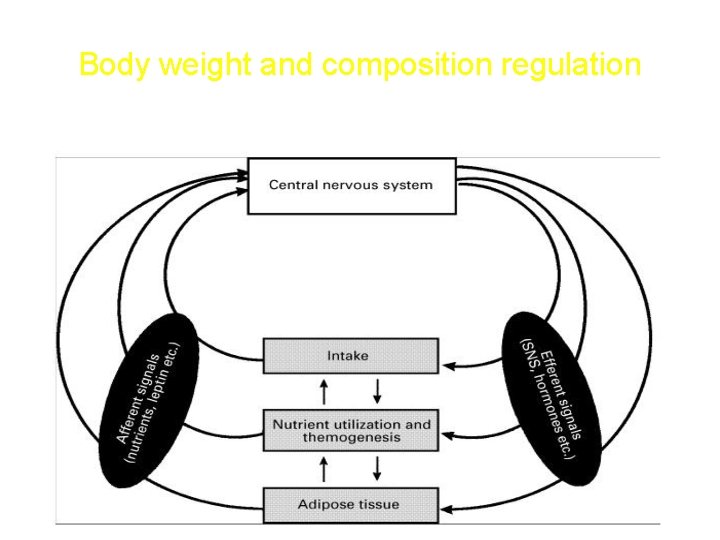 Body weight and composition regulation 