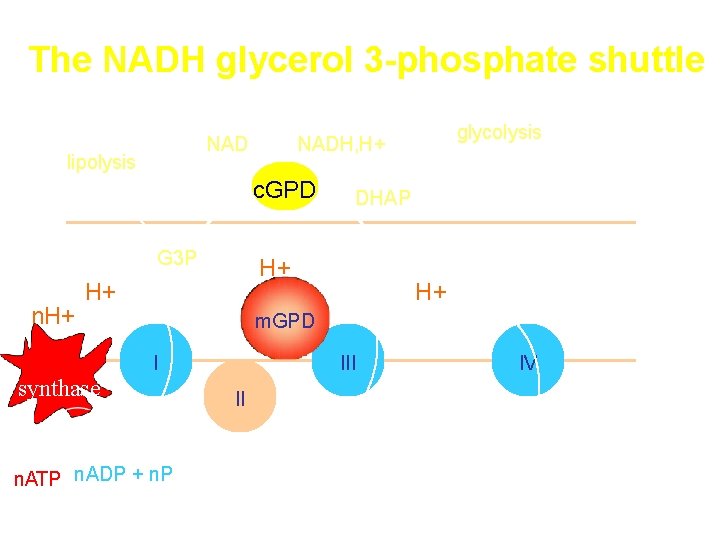 The NADH glycerol 3 -phosphate shuttle NAD lipolysis c. GPD G 3 P n.