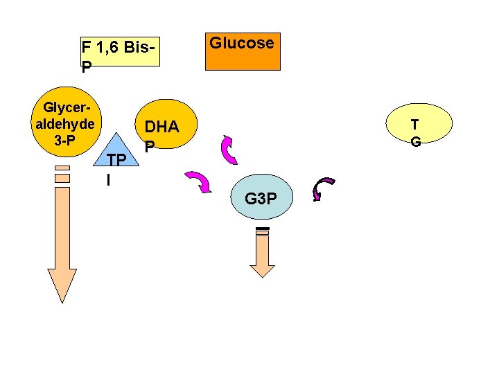 F 1, 6 Bis. P Glyceraldehyde 3 -P TP I DHA P FADH 2