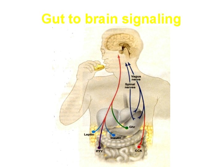 Gut to brain signaling 