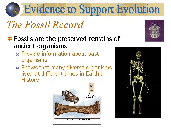 The Fossil Record Fossils are the preserved remains of ancient organisms Provide information about