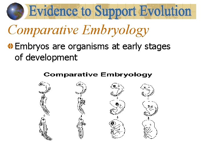 Comparative Embryology Embryos are organisms at early stages of development 