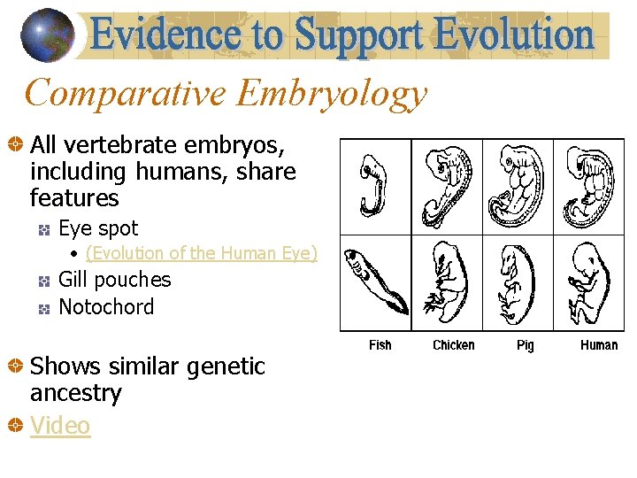 Comparative Embryology All vertebrate embryos, including humans, share features Eye spot • (Evolution of