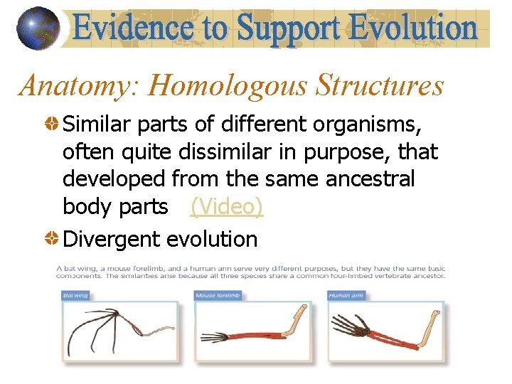 Anatomy: Homologous Structures Similar parts of different organisms, often quite dissimilar in purpose, that